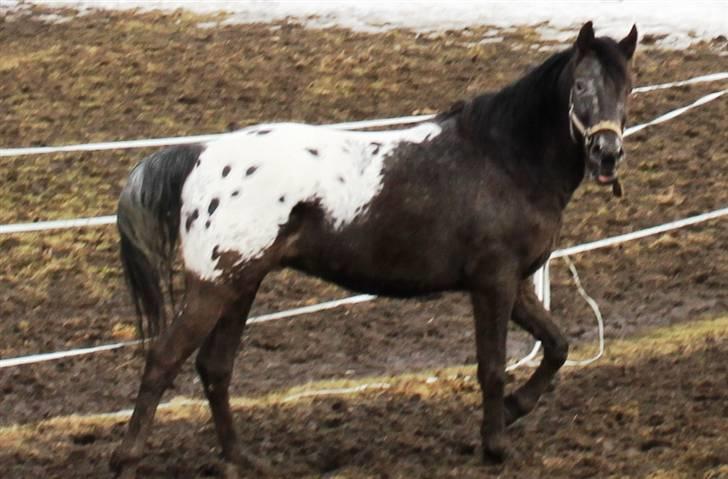 Anden særlig race Show-time (solgt) billede 8
