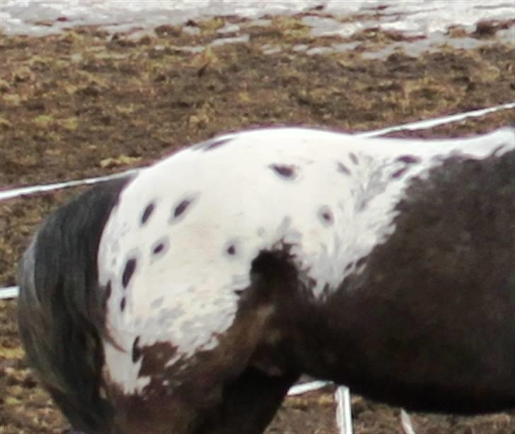 Anden særlig race Show-time (solgt) billede 9