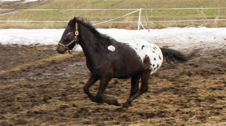 Anden særlig race Show-time (solgt) billede 10