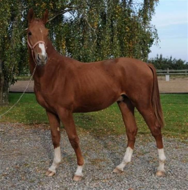 Oldenborg Kubriano langmose - 2 års baby billede 2