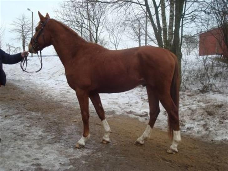 Oldenborg Kubriano langmose - 2 års baby billede 5