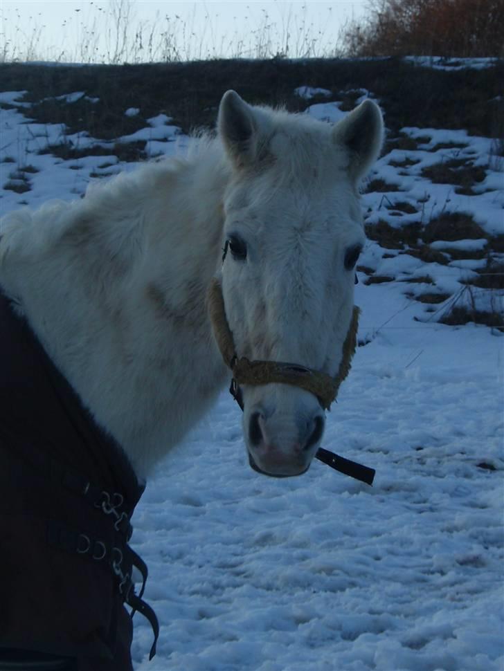 Anden særlig race Sir Bastian Tidl. hest - billedet er fra d. 03/03-2010 billede 5