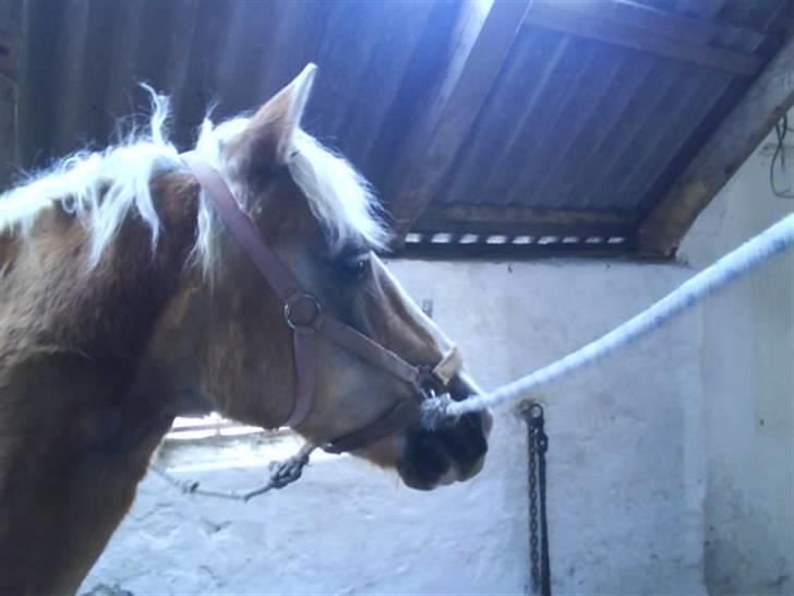 Haflinger PRINS - *SAVNET* - er jeg ikk bare smuk?:* billede 6