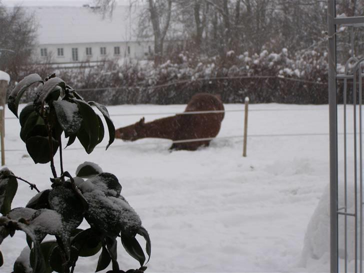 Mecklenburger  Amarone - Hun elsker at smide sig rundt i sneen....... billede 5