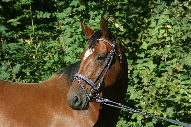 Dansk Varmblod Casiopaja Kilen - 1) velkommen til kasse´s profil :* <3 FOTOGRAF: KiK-photo billede 1