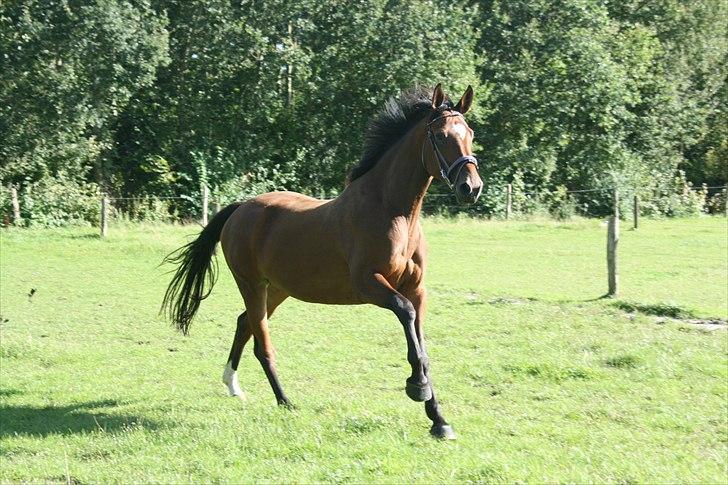 Dansk Varmblod Casiopaja Kilen - 3) d. 01/09-10 FOTOGRAF: KiK-photo billede 3
