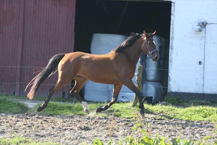 Dansk Varmblod Casiopaja Kilen - 4) d. 01/09-10 FOTOGRAF: KIK-photo billede 4