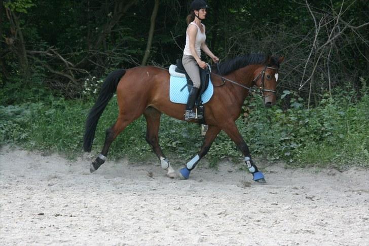 Dansk Varmblod Casiopaja Kilen - 5) d. 24/06-10 FOTOGRAF: KiK-photo billede 5