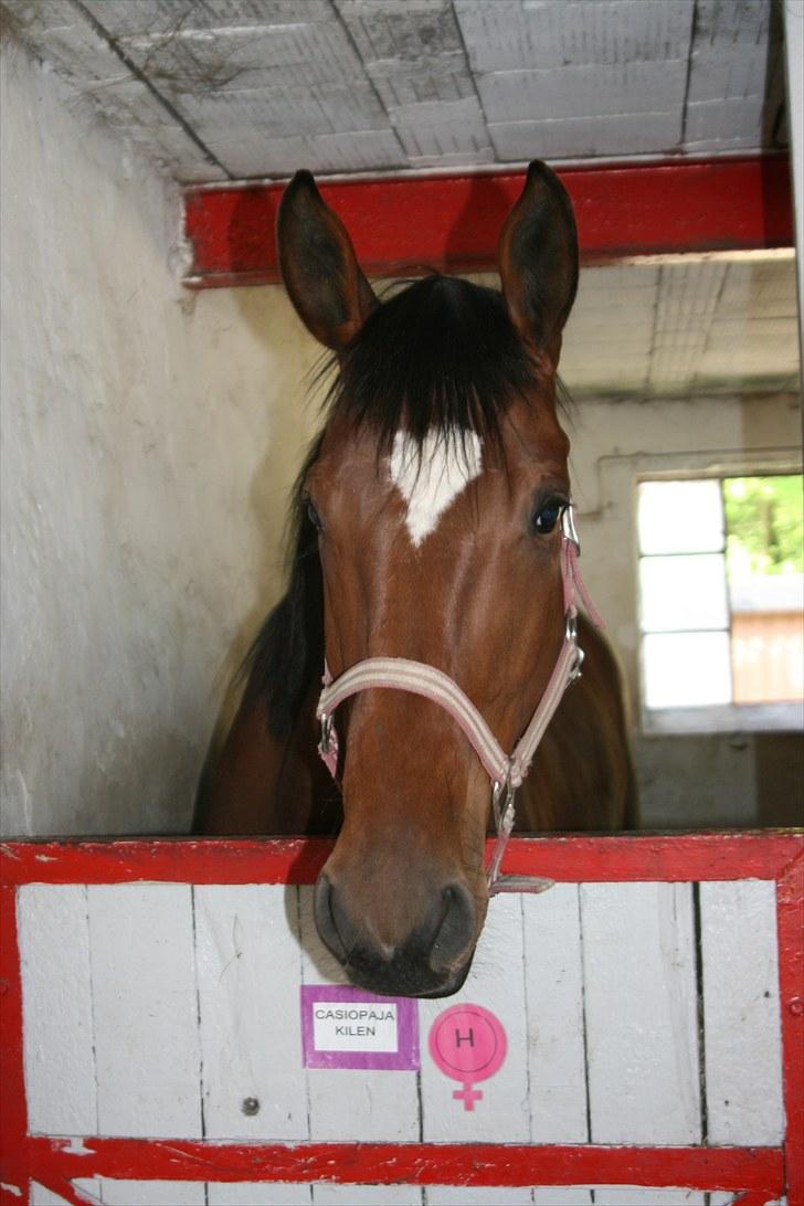 Dansk Varmblod Casiopaja Kilen - 6) FOTOGRAF: KiK-photo billede 6