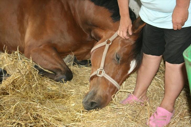 Dansk Varmblod Casiopaja Kilen - 9) kasse er sådan et hyggedyr (: d. 24/06-10 FOTOGRAF: KiK-photo billede 9
