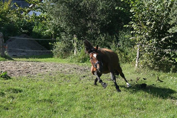 Dansk Varmblod Casiopaja Kilen - 10) fold d. 01/09-10 hun drejede så skarpt, at hun vare næsten helt nede og ligge -.- hun slog sig heldigvis ikke (: FOTOGRAF: KiK-photo billede 10