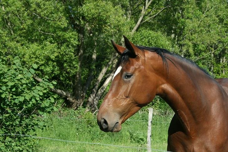 Dansk Varmblod Casiopaja Kilen - 11) fold d. 03/06-10 FOTOGRAF: KiK-photo billede 11