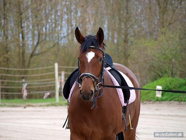 Dansk Varmblod Casiopaja Kilen - 12) smukke i; <3 FOTOGRAF: KiK-photo billede 12