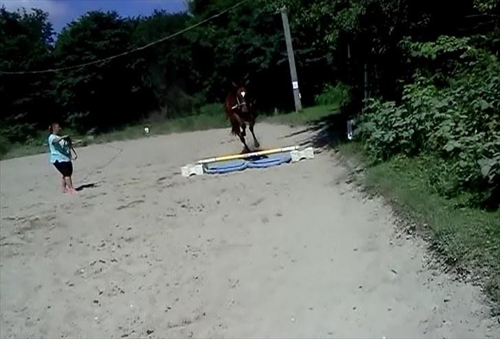 Dansk Varmblod Casiopaja Kilen - 13) prøvede lige for sjov at sætte et lille spring op :D *taget ud af video (:* FOTOGRAF: KiK-photo billede 13