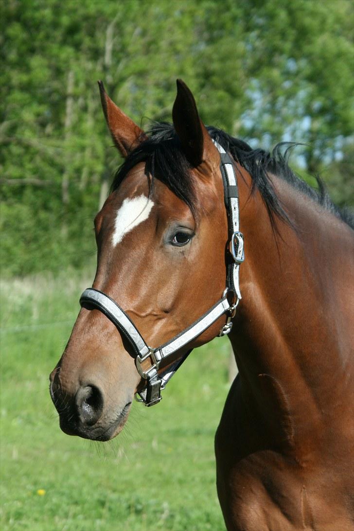 Dansk Varmblod Casiopaja Kilen - 14) smukke kasse på fold d. 03/06-10 FOTOGRAF: KiK-photo billede 14