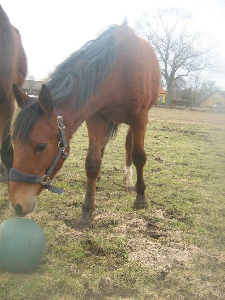 Anden særlig race Charmeur billede 2