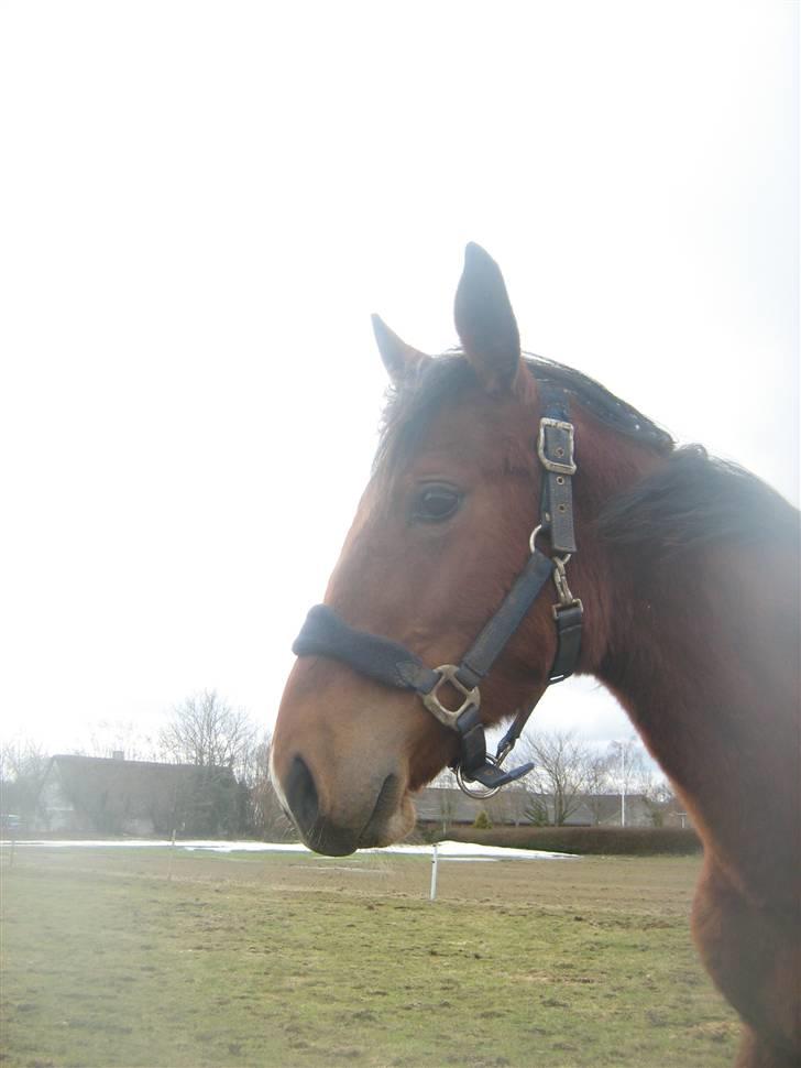 Anden særlig race Charmeur billede 3