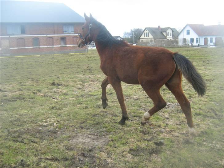 Anden særlig race Charmeur billede 4