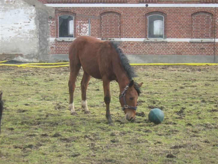 Anden særlig race Charmeur billede 5