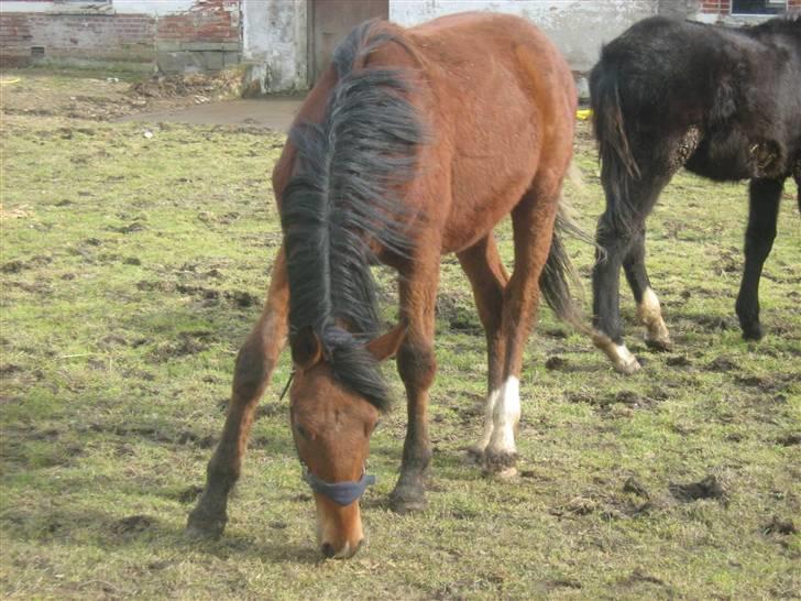 Anden særlig race Charmeur billede 6
