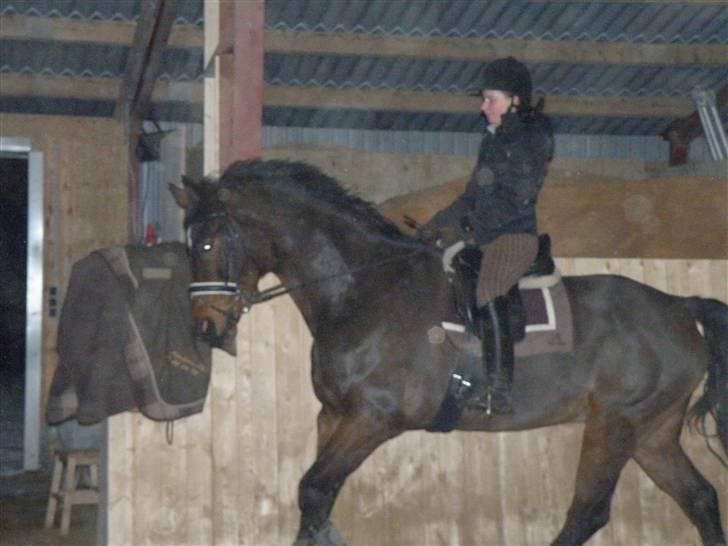 Dansk Varmblod Lundhede's Pricado R.I.P - Januar 2010 billede 19
