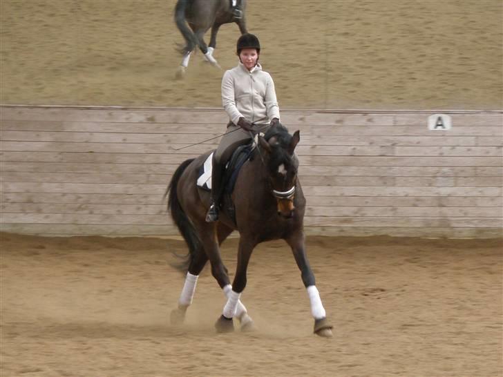 Dansk Varmblod Lundhede's Pricado R.I.P - Undervisning hos Nalle den 14/3 2010 billede 20
