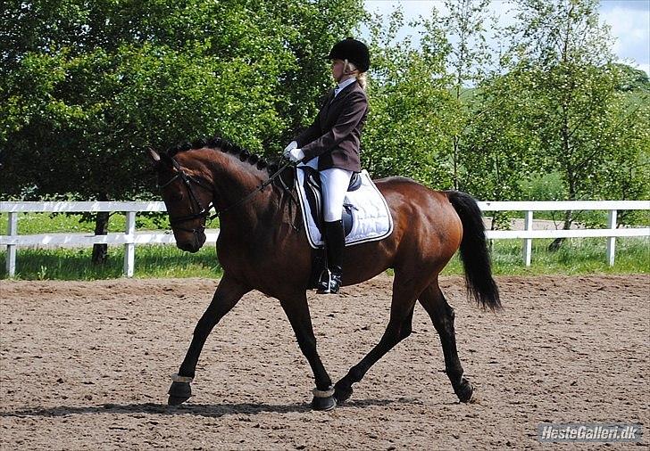 Svensk Varmblod Valdemar W - lindegaardensrideklub 2010. Foto:Rikke Bech Hansen billede 10