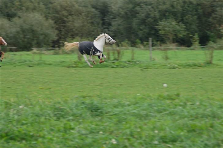 Knabstrupper Lafú *Solgt* - Ha ha hvem er den hurtige (: Lafu på marken lige efter vi havde købt hende <333 billede 18