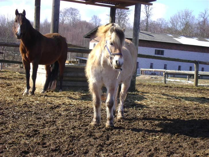 Fjordhest Ebbetorns Fjuri |SOLGT| billede 18
