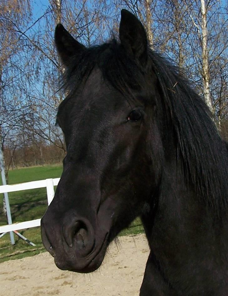 Frieser Orlando - 15-4-10 billede 19