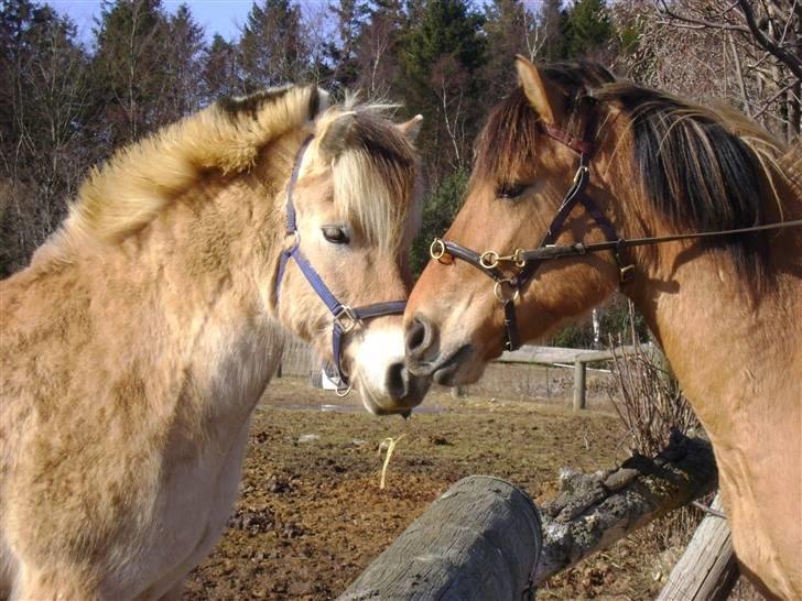 Fjordhest Ebbetorns Fjuri |SOLGT| billede 19