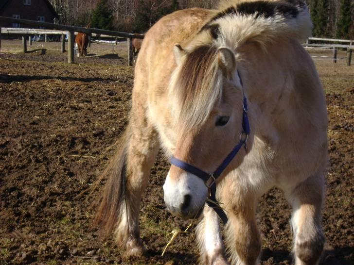 Fjordhest Ebbetorns Fjuri |SOLGT| billede 20