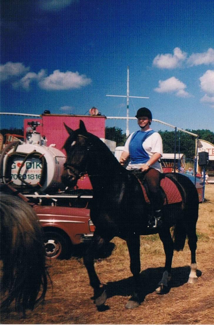 Dansk Varmblod Faimann (død) - Til ringridning Slette Strand. billede 1