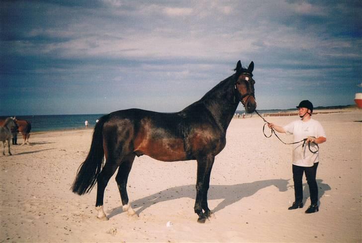 Dansk Varmblod Faimann (død) - Fra Slettestrand. billede 2