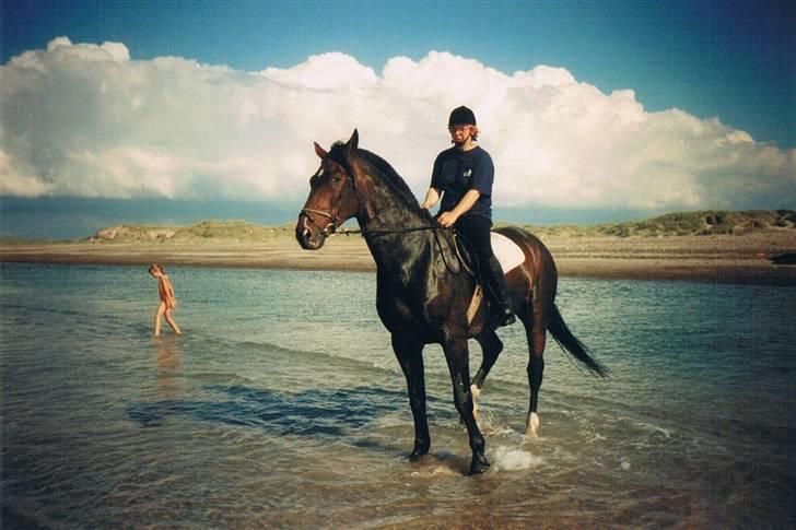 Dansk Varmblod Faimann (død) - Fra Slettestrand. billede 3