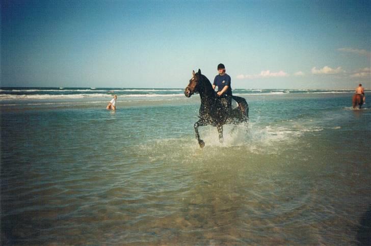 Dansk Varmblod Faimann (død) - en god galop i vandet på Slettestrand. billede 4