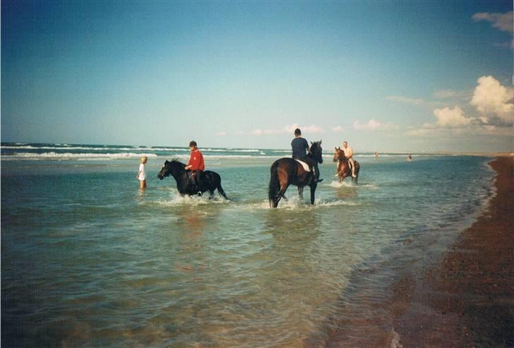 Dansk Varmblod Faimann (død) - Fra Slettestrand. billede 5