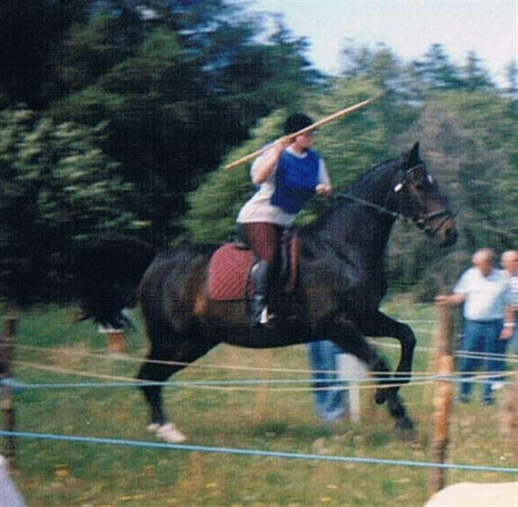 Dansk Varmblod Faimann (død) - Klar til at tage ringen, prøver i hvert i fald he, he.. billede 6