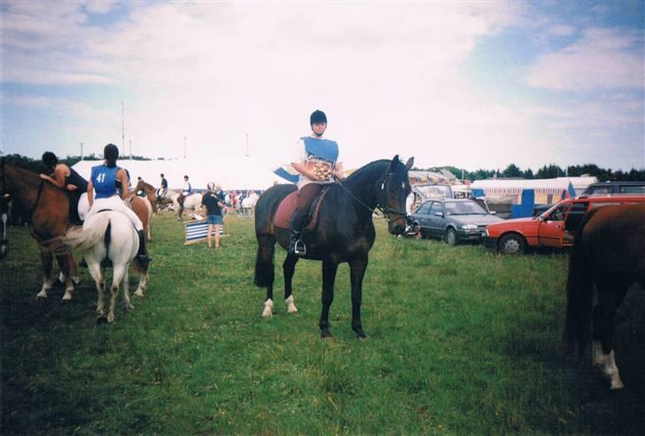 Dansk Varmblod Faimann (død) billede 7