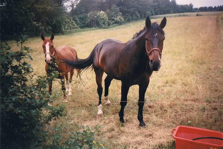 Dansk Varmblod Faimann (død) - her er Faimann 4 år, har ikke haft ham så længe. billede 10