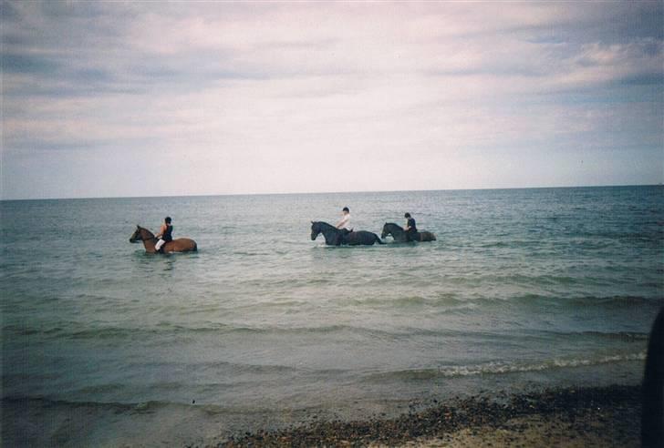 Dansk Varmblod Faimann (død) - langt ude i vandet og blive kølet af efter ringridning i Slettestrand billede 11