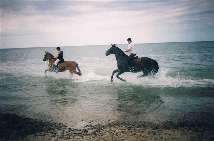 Dansk Varmblod Faimann (død) - en god galop i vandkanten.. billede 12