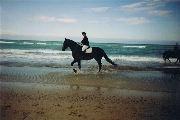 Dansk Varmblod Faimann (død) billede 13