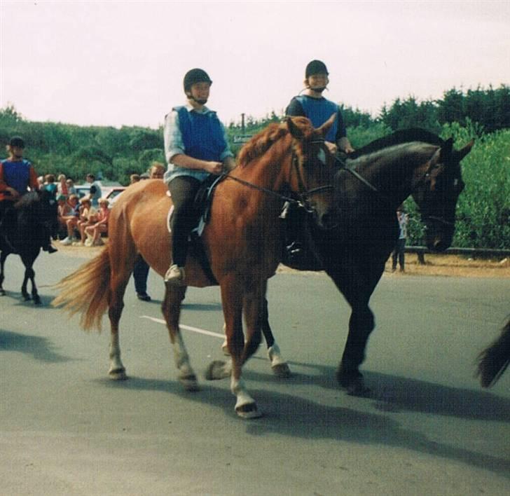 Dansk Varmblod Faimann (død) - optog inden ringridning i Slettestrand. billede 14