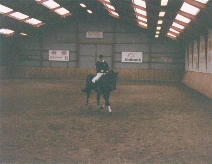 Dansk Varmblod Faimann (død) - Stævne i Hornum. billede 15