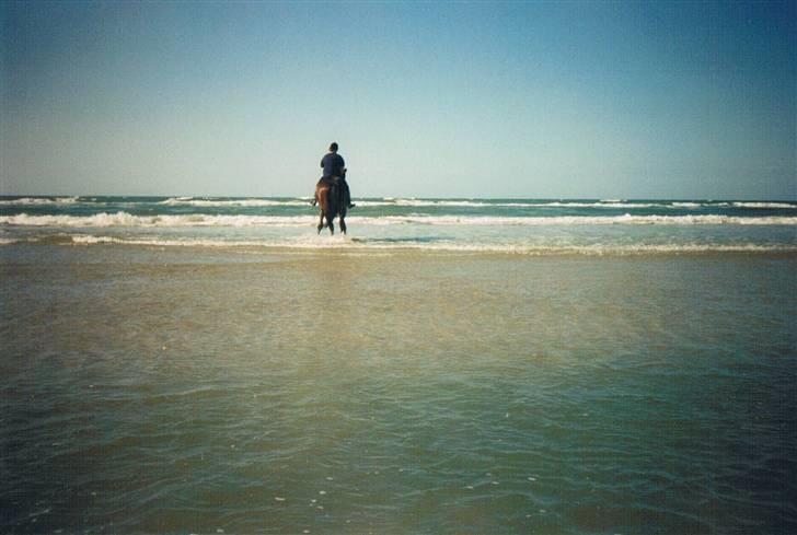 Dansk Varmblod Faimann (død) billede 16