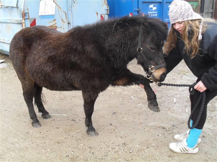 Shetlænder axel *SOLGT*:'( - 12 billede 10