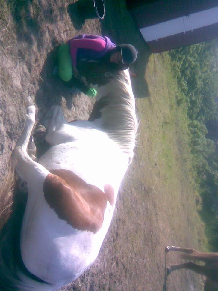 Anden særlig race Kiwidinok - Kiwi faldet i søvn på mine fingre oppe i vores sommerhus. billede 3