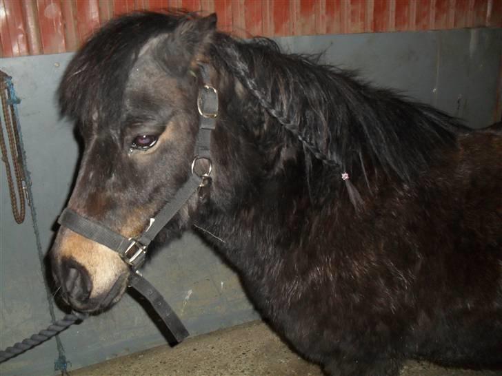 Shetlænder axel *SOLGT*:'( - 13 billede 11