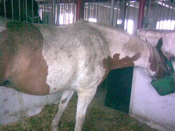 Anden særlig race Kiwidinok - Møgbeskidte Kiwi, han ELSKER at rulle sig :) især i mudder. billede 7